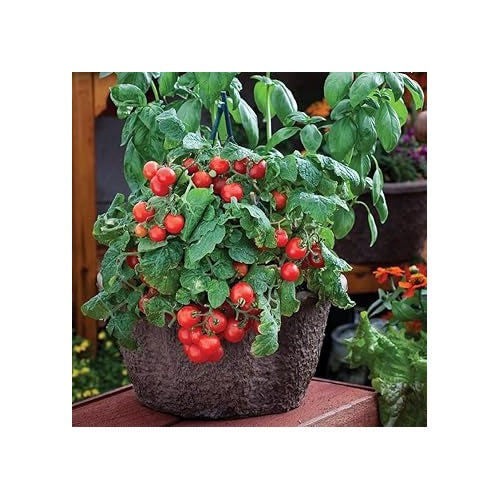 Robin Tomato Seeds for Planting [neera-v5-93bdd8450e9e0ae26982]