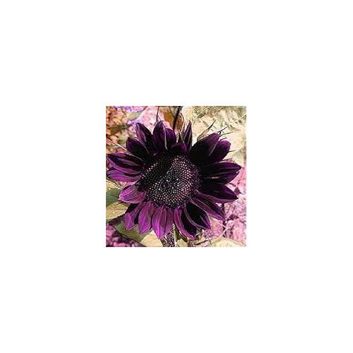 Violet Sunflower Perennial Flower Seeds for Planting [neera-v5-93caca5954b348829277]