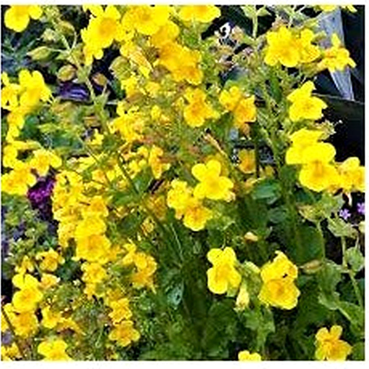 Yellow Mimulus Guttatus Flower Seeds for Planting [neera-v5-93cb60e23dd7a1ab894a]