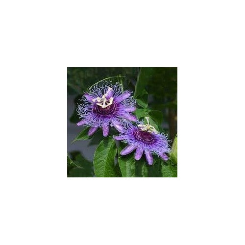 Passion Flower Seeds, Heirloom, Non-GMO Seeds for Planting [neera-v5-93e083e8cc0f83636ff5]