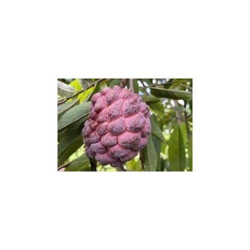 Custard Apple Fruit Seeds for Planting [neera-v5-93e2581a6e575c809ae0]
