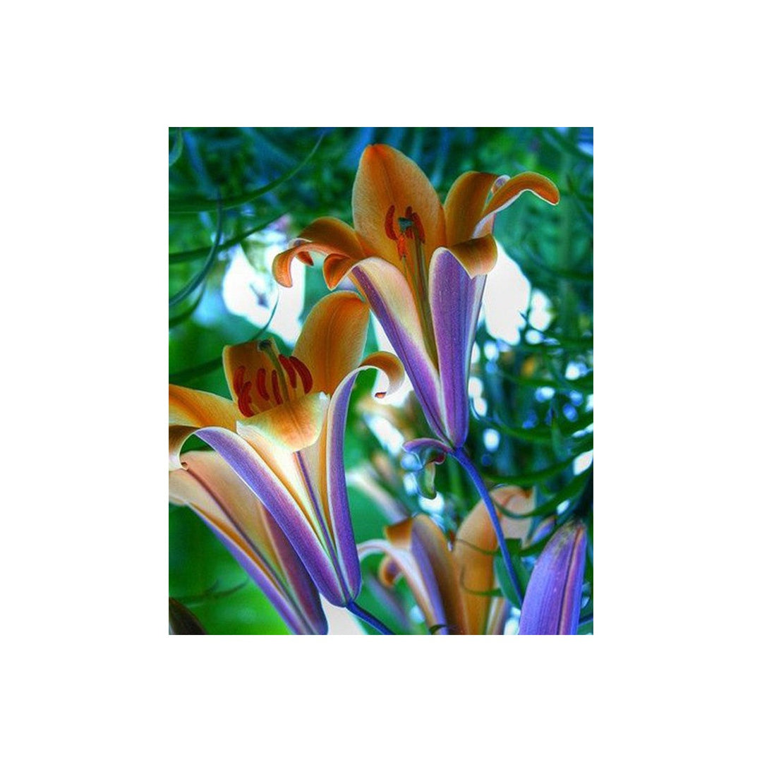 Lily Nymphaea Caerulea Flower For Planting In Water Gardens Or Backyard Garden Lscapes Flower [neera-v5-93ed672da0974292412d]