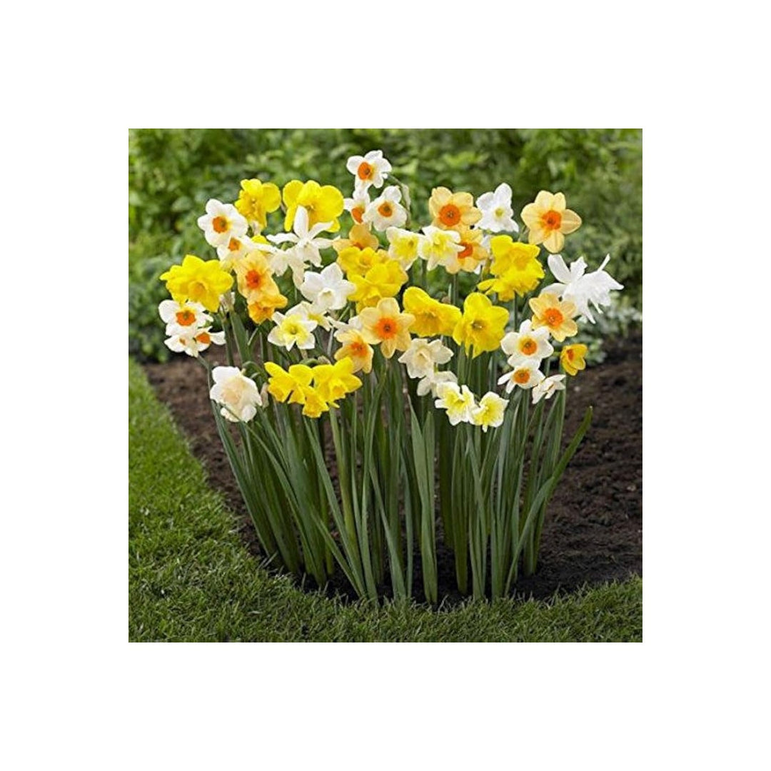 Cream Narcissus Flower Flower Seeds for Home Garden Planting, Decorative Organic Blooming Collection [neera-v5-9406ca0e66b9480b1e95]
