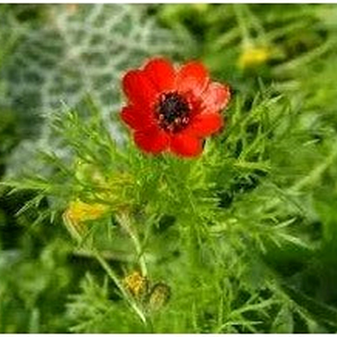 Fern Flower For Garden Planting Heirloom Non Gmo Flower Seeds for Home Garden Planting, Exotic [neera-v5-9407741bcffc2f501894]