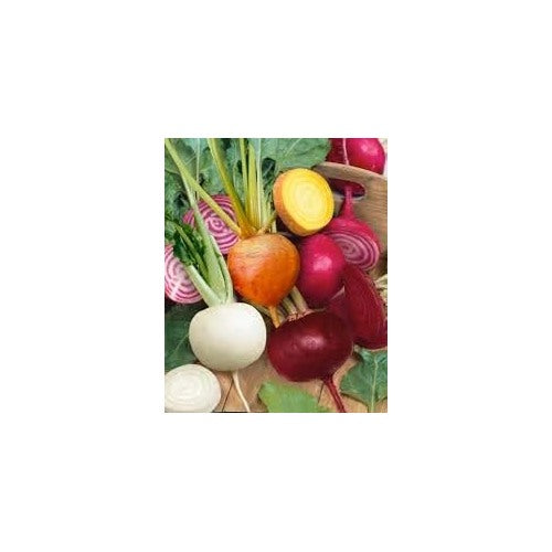 Beetroot Seeds for Planting Mixed | Heirloom Non-GMO Organic Garden Seeds | High Germination Beet Seeds [neera-v5-94091e042b3a081a97e3]