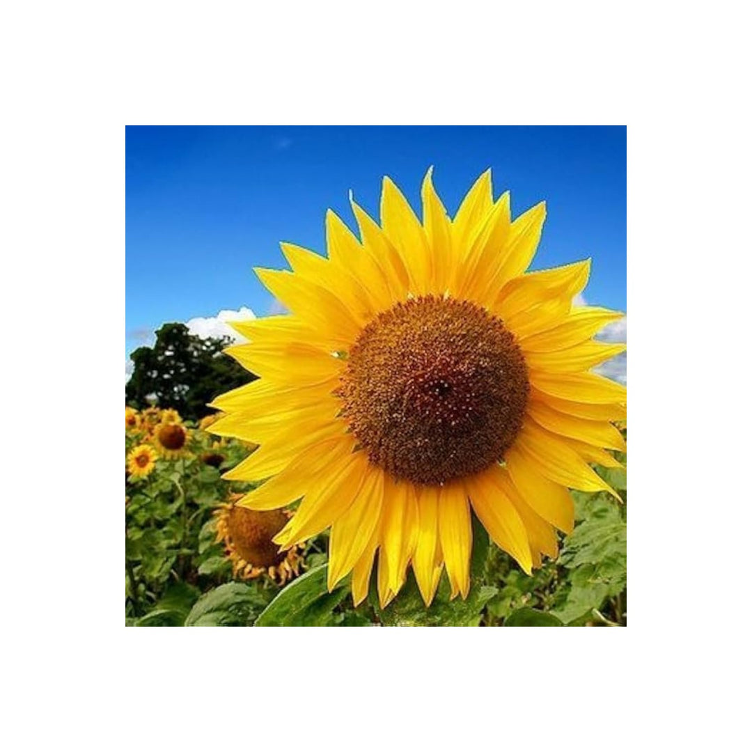 Giant Flower Mix For Planting In Backyard Gardens Flower Seeds for Home Garden Planting, Blooming [neera-v5-940a1bc80a8c3869d9ff]