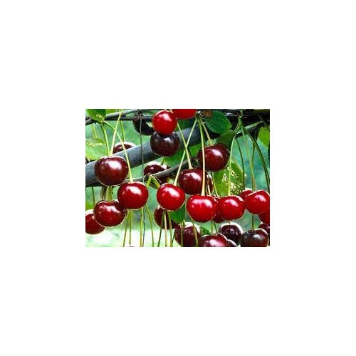 Morello Sour Cherry Fruit Seed for Planting [neera-v5-940bf89c6ba40b5e49cd]