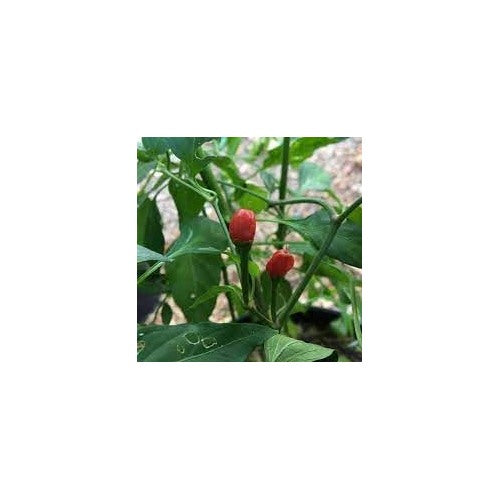 Texas Chiltepin Pepper Seeds for Planting [neera-v5-9413ca71a1eb4905a86e]