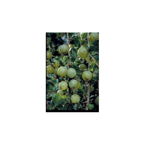 Greenfinch Gooseberry Fruit Seeds for Planting [neera-v5-941618d7af15a3274725]