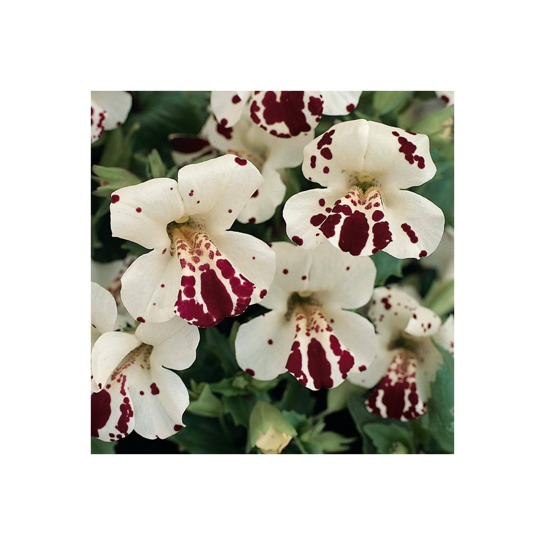 White Mimulus Hybridus Flower For Planting Flower Seeds for Home Garden Planting, Fragrant Organic [neera-v5-941bd167102372ba1703]