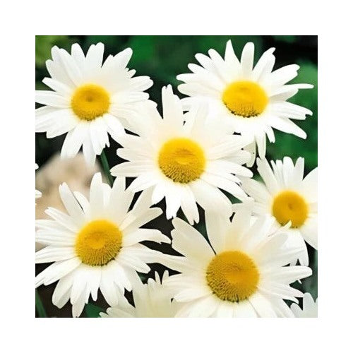 Shasta Daisy Planting Non Gmo Heirloom Flower Seeds Home Garden Planting, Decorative [neera-v5-942ce801dd782d055277]