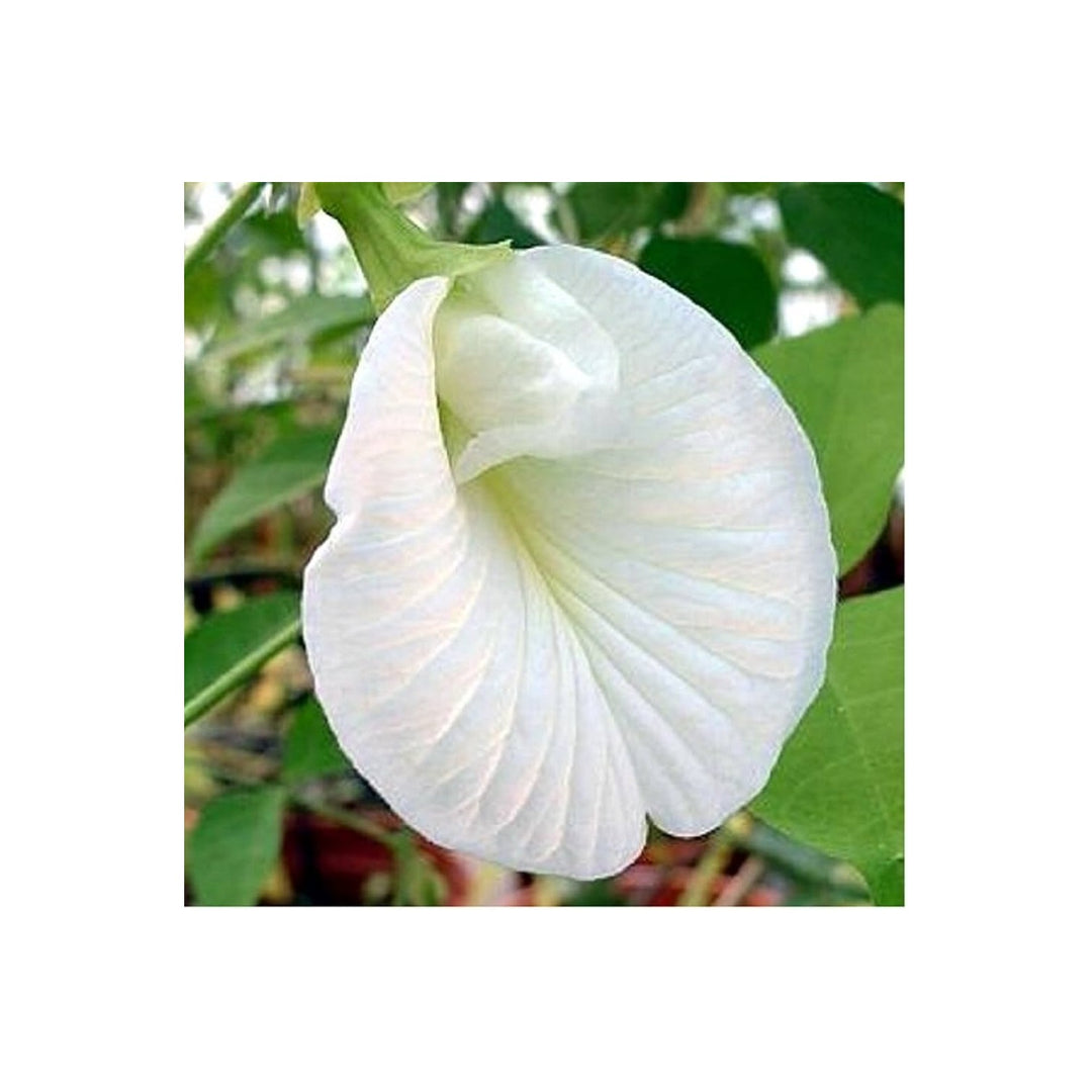 White Clitoria Flower For Planting Blooms Flower Seeds for Home Garden Planting, Blooming Organic [neera-v5-9431083dfebcbe6f0b74]