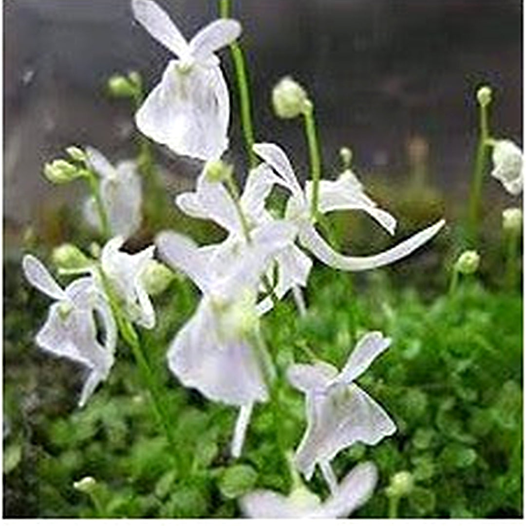 Utricularia Sandersonii Flower Seeds for Planting [neera-v5-9440c0201342b51a2eb4]
