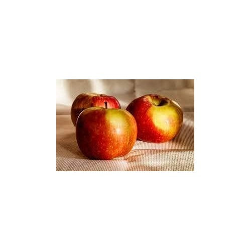 Red Yellow Apple Fruit Seeds for Planting [neera-v5-9442da5215f490619693]