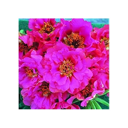 Pink Portulaca Rose Heirloom Non-GMO Seeds for Planting [neera-v5-9443b2386dbfc0072d19]