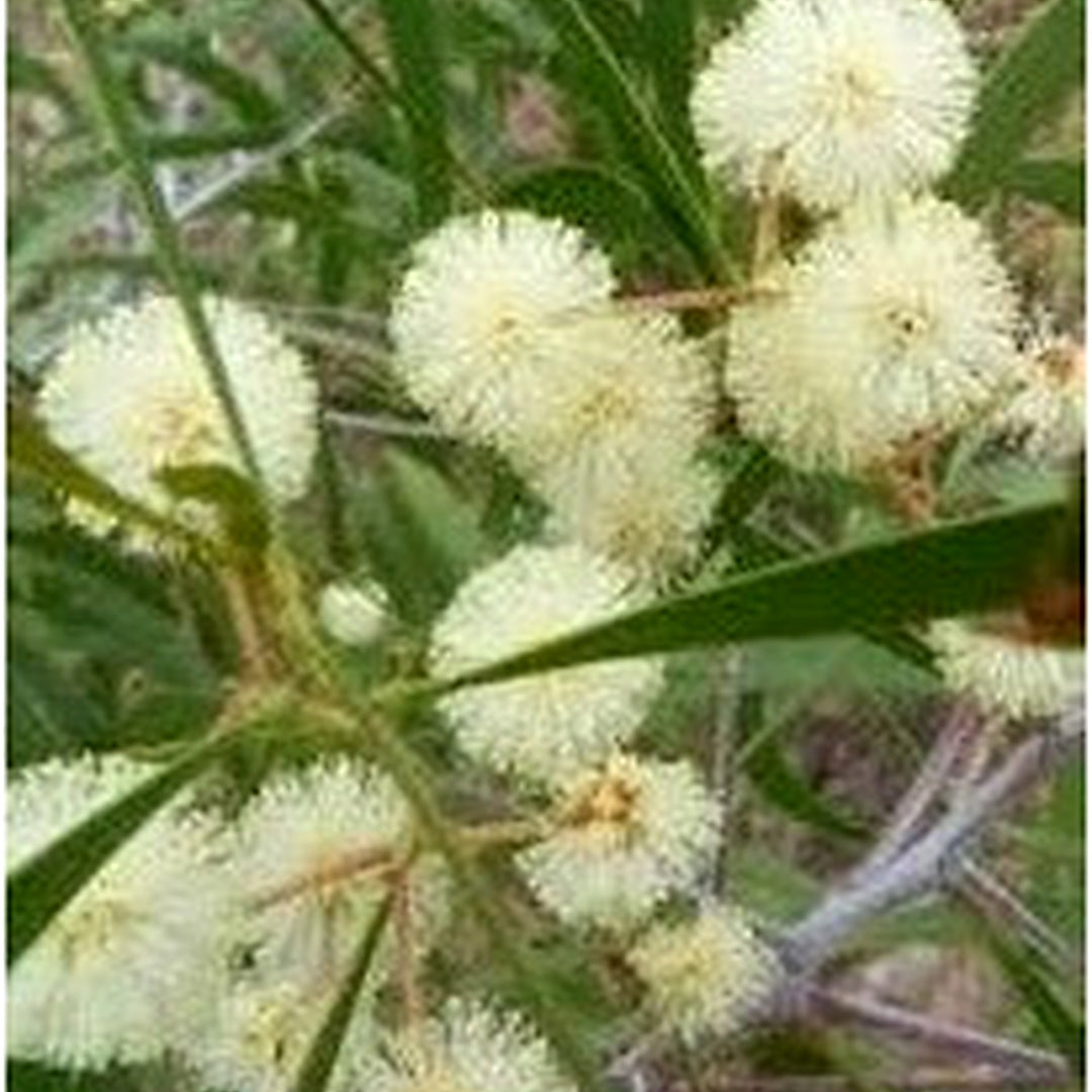 White Acacia Flower Seeds [neera-v5-9448f4bc52417bcdafa1]
