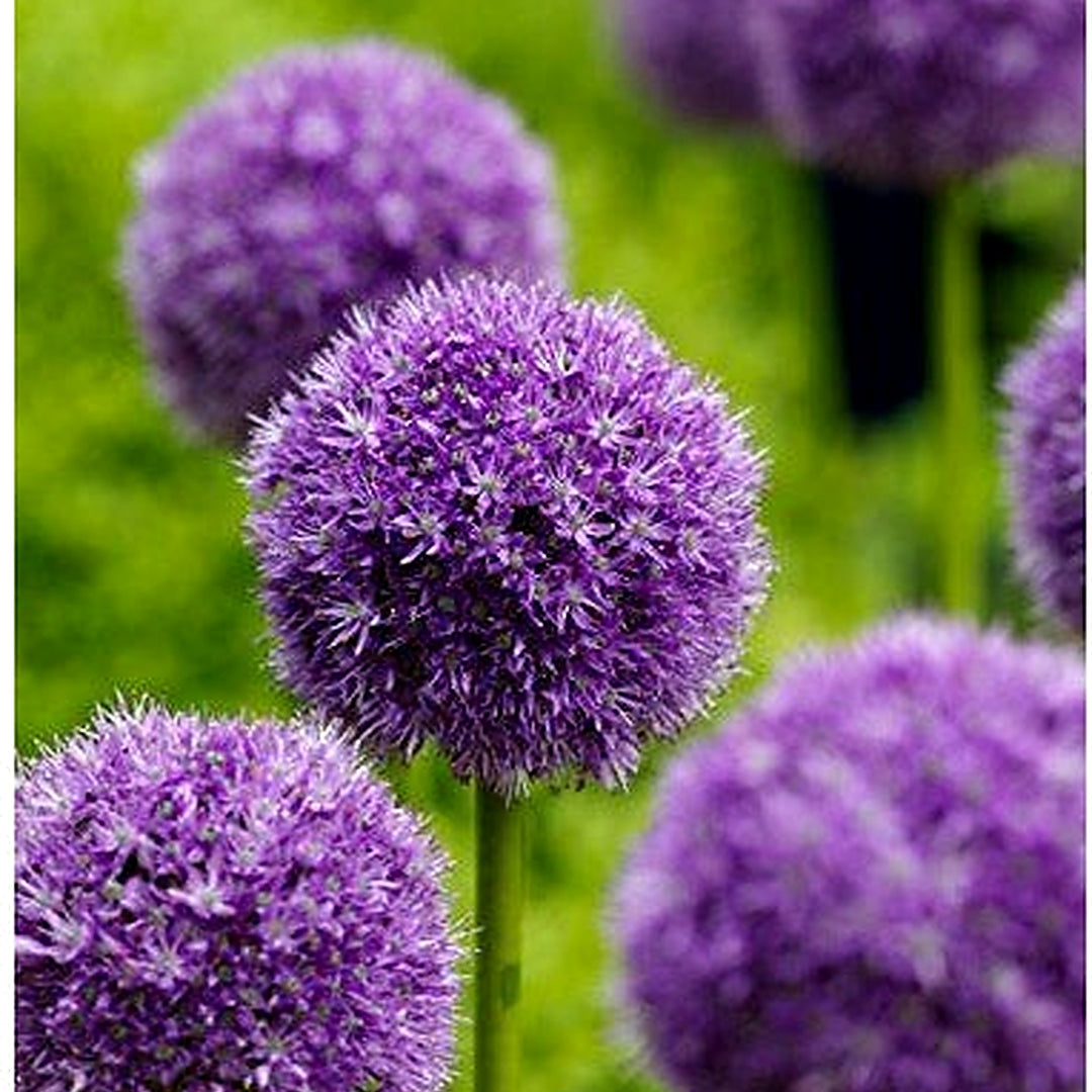 Giant Ornamental Allium Flower Seeds [neera-v5-945a304c298caba44062]