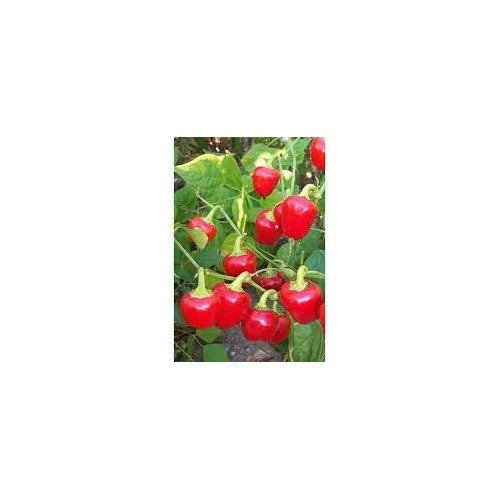 Red Mini Bell Pepper Seeds for Planting [neera-v5-9464a08028e045918b09]
