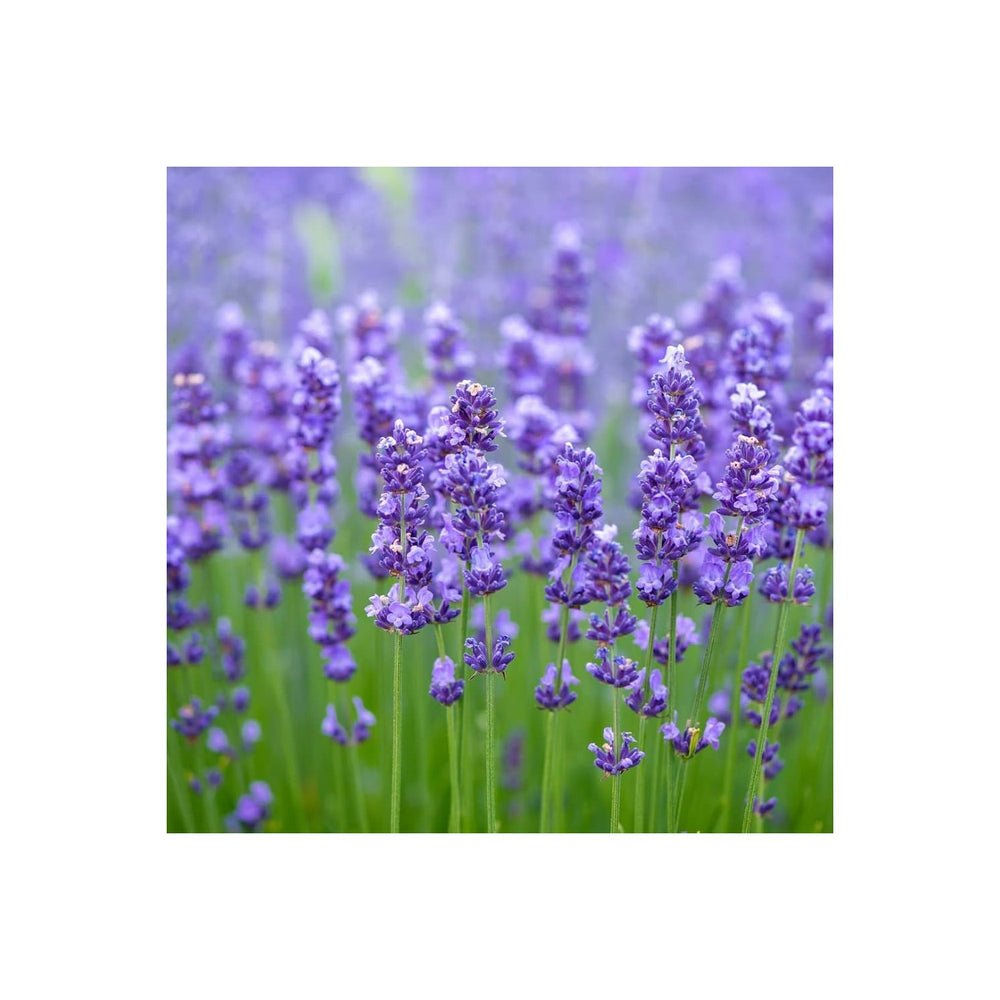 Lavender Heirloom Non Gmo Herb For Planting Flower Seeds for Home Garden Planting, Landscape [neera-v5-9466c2069a763e29cc60]