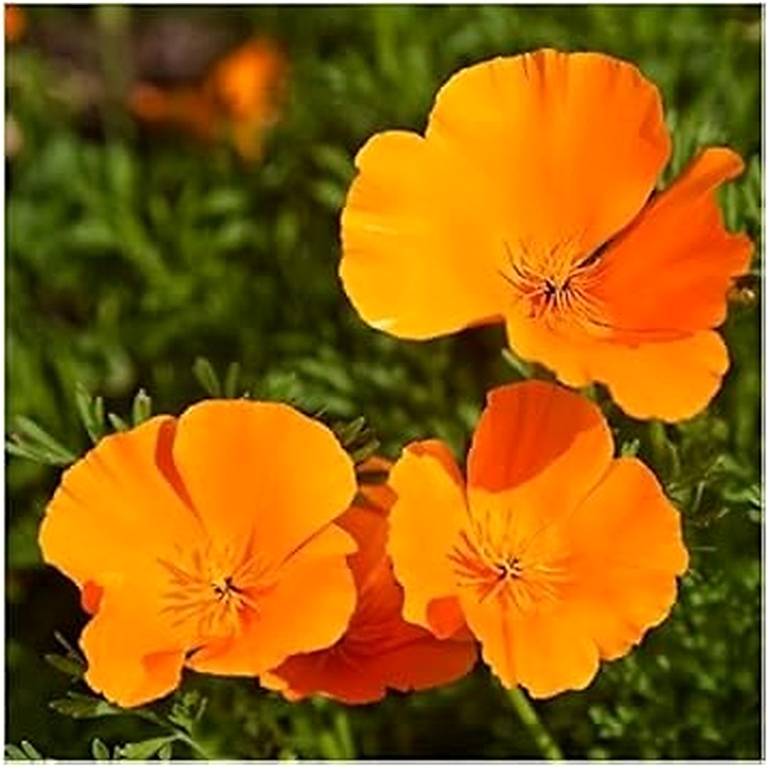 Orange Eschscholtzia Jardim Flower Seeds for Planting [neera-v5-946a716b34306e47cfd9]