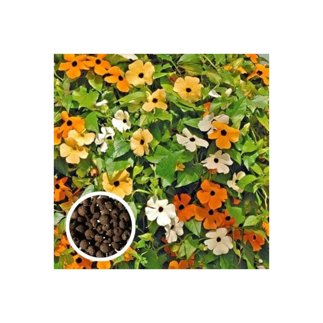 Black Eyed Susan Rudbeckia Hirta Flower For Planting In Home Garden Garden Borders Flower Seeds [neera-v5-946e9758d581e9b1570b]