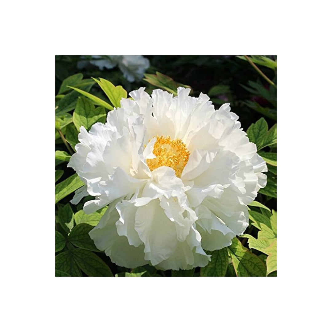 White White Peony Paeonia Lactiflora Flower For Home Garden Use Flower Seeds for Home Garden [neera-v5-9480d4c06eec12f41d30]