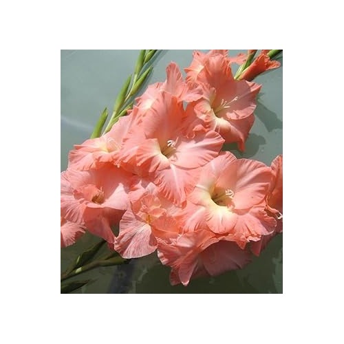 Heirloom Peach Gladiolus Flower Seeds [neera-v5-949319e088e6e723d1b8]