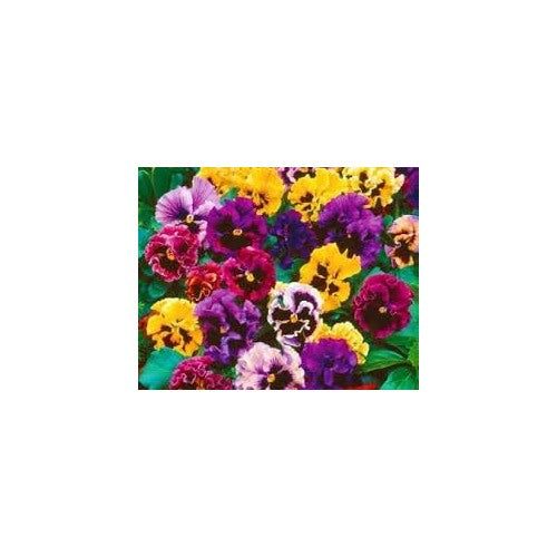 Heirloom Double Pansy Rococo Flower Seeds for Planting [neera-v5-9494aad6ecd2c8e9b762]