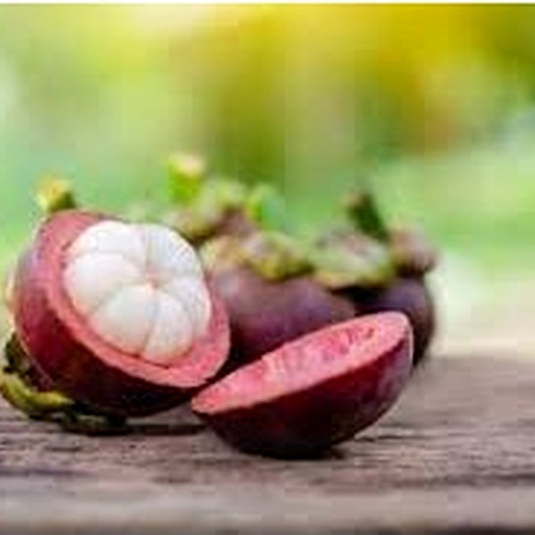 Green Hechtia Argentea Plant Seeds for Planting | Heirloom Non-GMO Organic Seeds for Unique, Hardy Plants [neera-v5-94a2e10fa58d538c73c4]