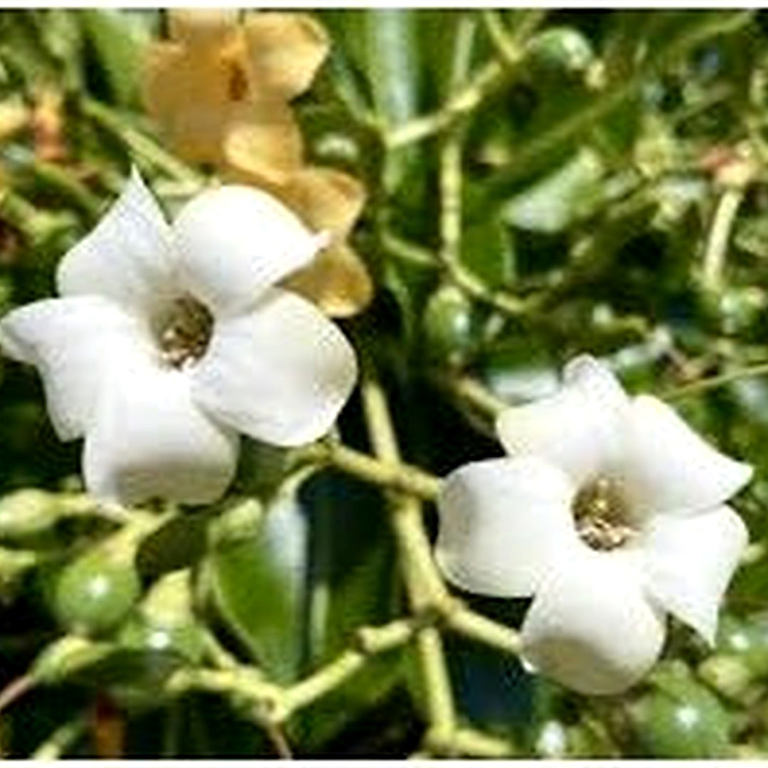 Pua Kenikeni Perfume Flower Seeds for Planting [neera-v5-94a6f400d10c4d0f7564]