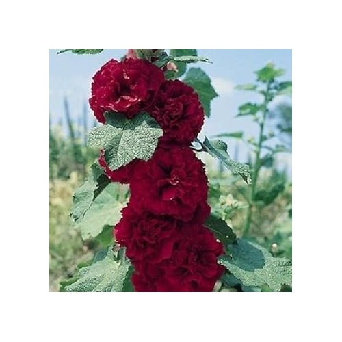 Organic Maroon Hollyhock Flower Seeds for Planting [neera-v5-94af2a4fb61380c13a73]