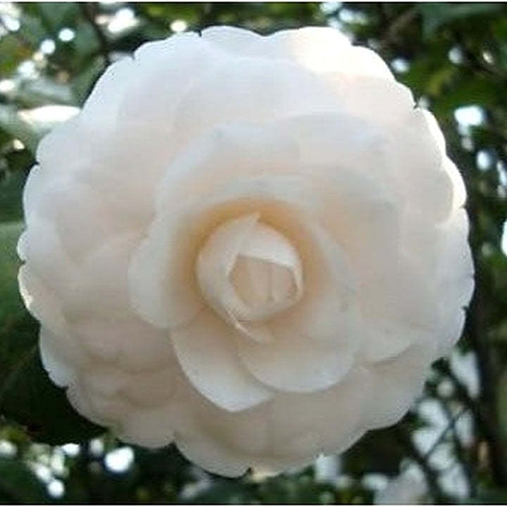 White Camellia Flower Seeds for Planting [neera-v5-94b184c58ebd9966f937]