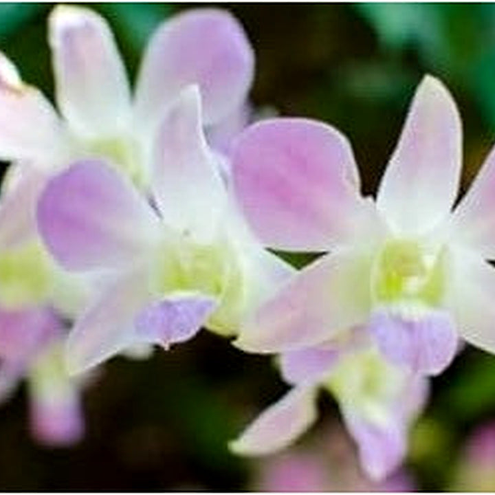 Ascocentrum Purple White Seeds for Planting [neera-v5-94b2e9fbab49088fce16]