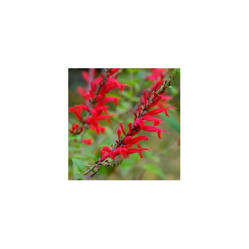 Scarlet Sage Salvia Coccinea Heat Tolerant Flower Flower Seeds for Home Garden Planting, Vibrant [neera-v5-94b5ca5f4e23b68ffc1a]