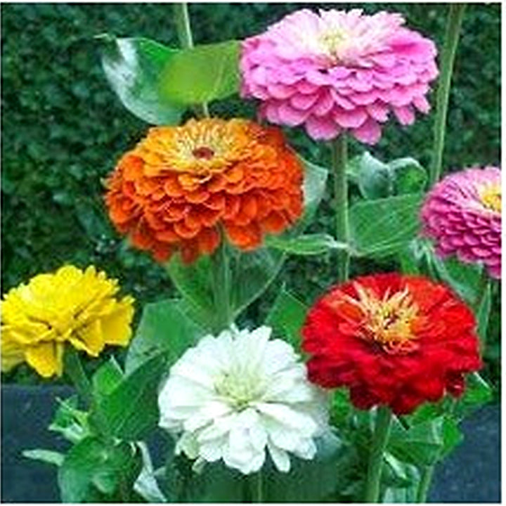 Pink Multi-Color Dahlia Flower Seeds for Planting [neera-v5-94b8e475b6e55edb5c58]