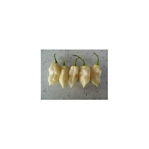 White Ghost Pepper Seeds for Planting | Heirloom, Non-GMO, High Germination Organic Garden Seeds [neera-v5-94c94da6b71eea7256f4]