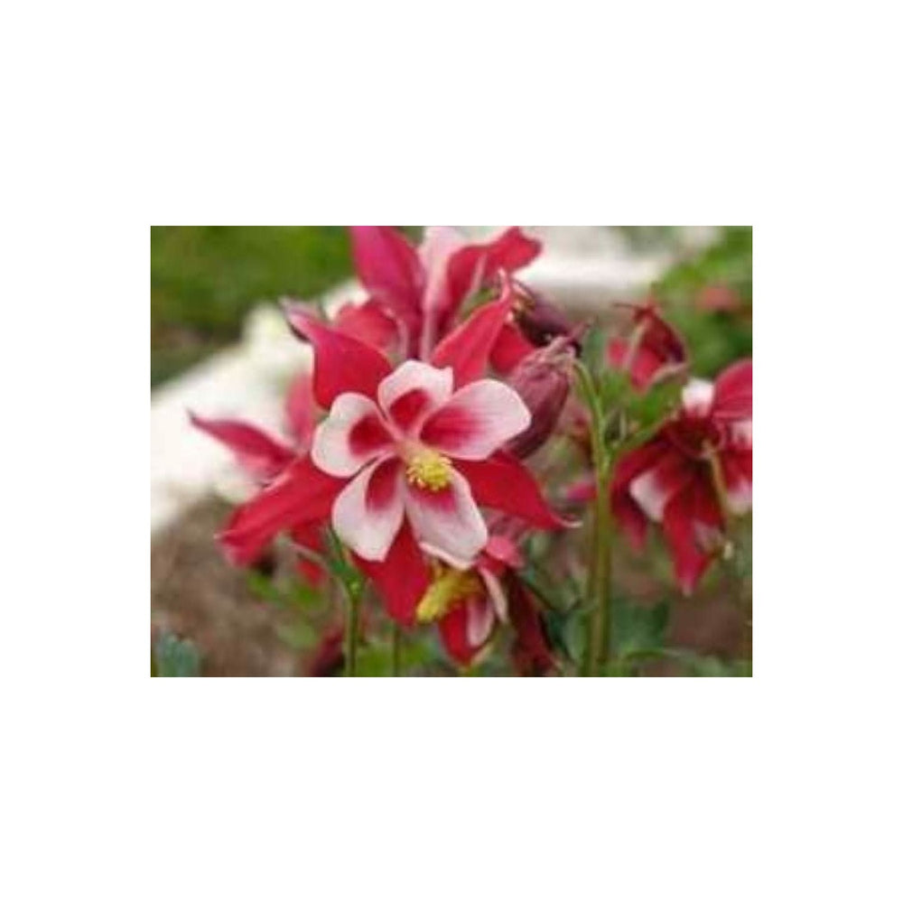 Red Aquilegia Flower Columbine For Cottage And Pollinator Gardens Flower Seeds for Home Garden [neera-v5-94d08e2edf319de77a03]