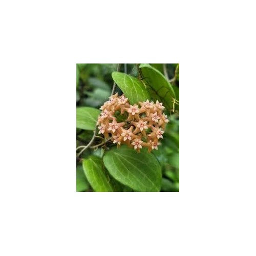 Heirloom Non-GMO Peach Hoya Flower Seeds for Planting [neera-v5-94d9799d06caa78f1c50]