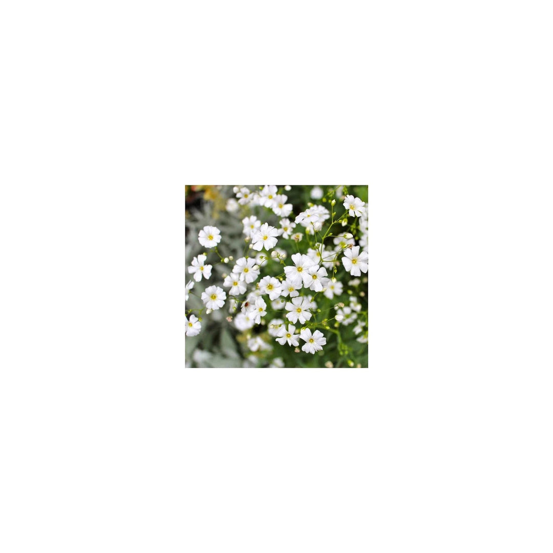 White Waterhyssop Flower For Planting Flower Seeds for Home Garden Planting, Lush Organic Blooming [neera-v5-94e1fa67f2a58f9d0622]