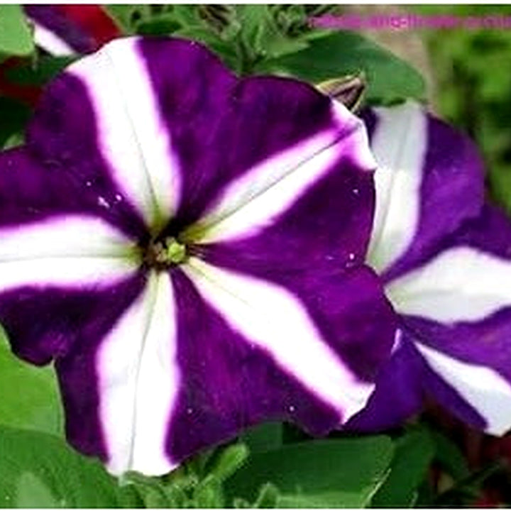 White Purple Petunia Flower Seeds for Planting [neera-v5-94e5623d9bd56748a1db]