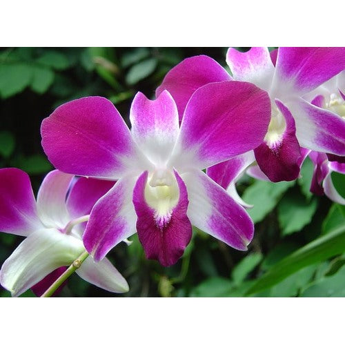 Dendrobium Flower Seeds Lavender for Planting | Heirloom Non-GMO High Germination Organic Garden Seeds [neera-v5-94e640c274c94c099d46]