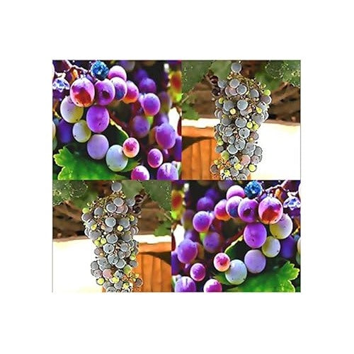 Yellow Canary Melon Fruit Seeds for Planting | Heirloom Non-GMO Organic Seeds for Sweet, Unique Garden Melons [neera-v5-94ede845d5a805551467]