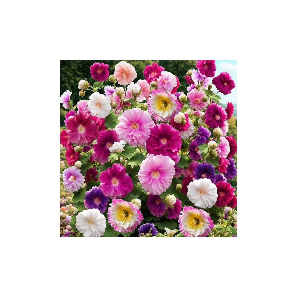 Heirloom Non Gmo Mixed Alcea Flower Garden Planting Vibrant Hollyhock Variety Flower Seeds [neera-v5-95011825067e921dc4d6]