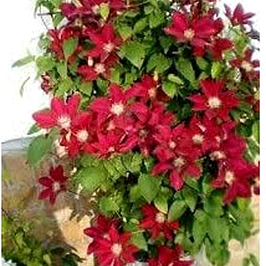 Clematis Flower Seeds Maroon for Planting [neera-v5-950426553779172d13ca]