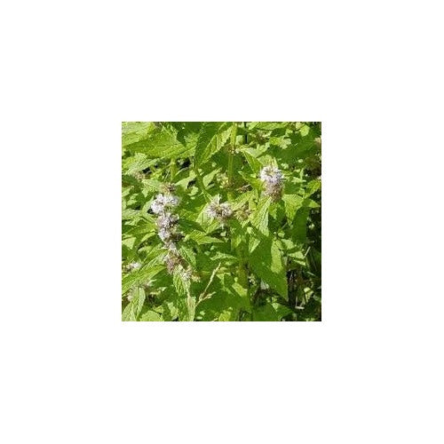 Green Mentha Arvensis Mint Plant Seeds [neera-v5-9508b4bc9ac6267e59c2]