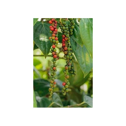 Florida Grove Pepper Seeds for Planting [neera-v5-951134c086bf30044dea]