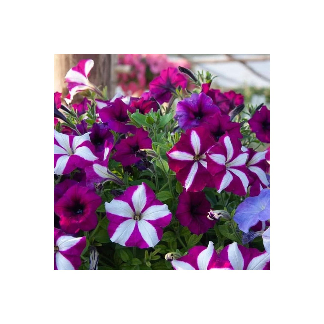 Petunia Petunia Hybrida Mixed Flower For Planting In Hanging Baskets Indoor Vertical Gardens [neera-v5-95161dd9e2cb84f0f23c]