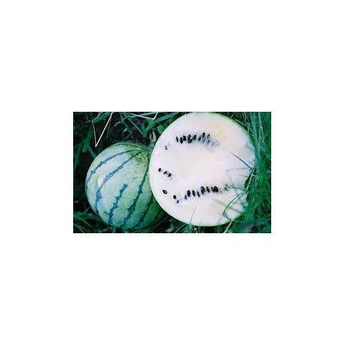 Cream of Saskatchewan Watermelon Fruit Seeds for Planting [neera-v5-95161fd0609e3e8fc876]