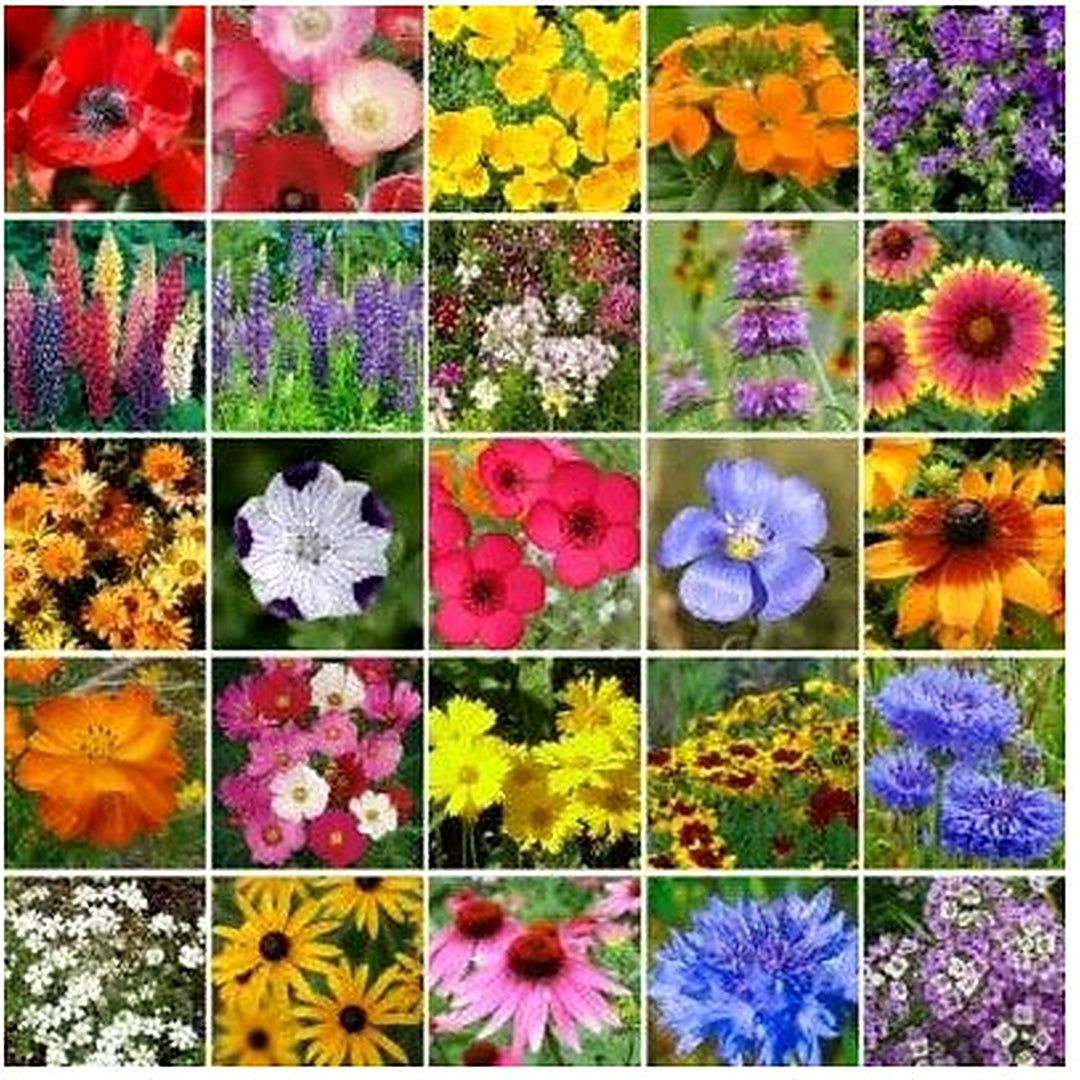 Southeast Wildflower Mix Species Flower Gardening Usa Non Gmo Heirloom Flower Seeds Home Garden [neera-v5-951c4bd21edfa52ee3ad]