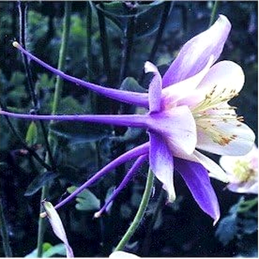 Heirloom Blue White Aquilegia Coerulea Flower Seeds for Planting [neera-v5-952206d4aece07611f2e]